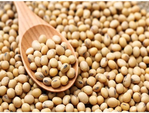 Organic Soya Bean Seeds, Certification : FSSAI Certified for Cooking
