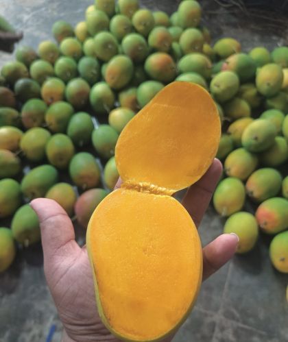 Natural alphonso mango, Packaging Type : Crate, Carton, Loose