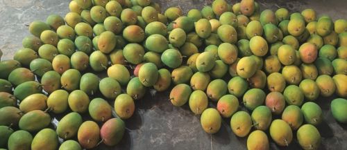 Common hapus mango, State Of Origin : Maharashtra