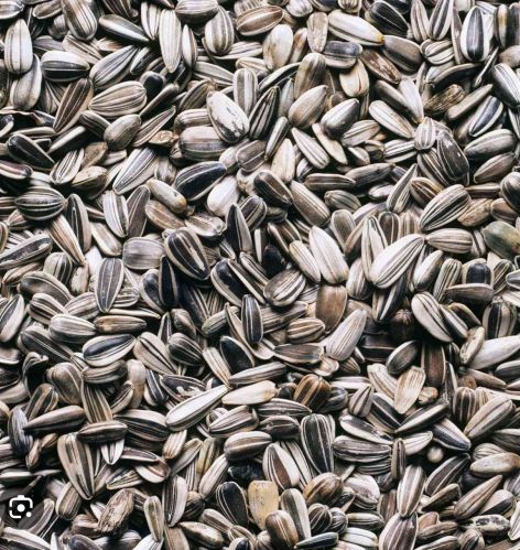 White Corn, Seed Type : Natural, Grade : Food Grade 12%