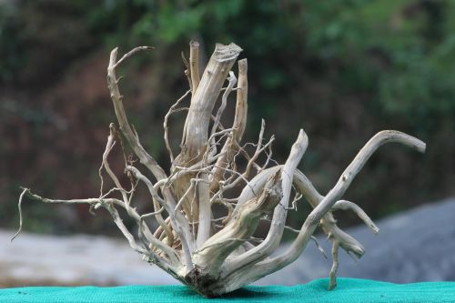 24x15 Inch Indian Driftwood Compact Natural Sculpture for Aquascaping