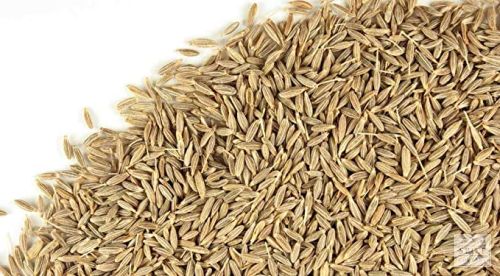Organic Cumin Seed Jeera, Color : Brown, Packaging Size : 50kg