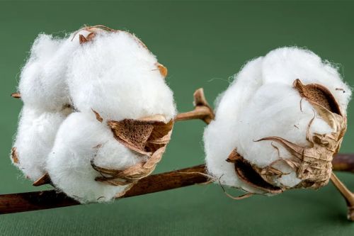 Cotton, Color : White for Textiles
