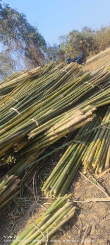 Bamboos, Color : Green, Length : 0-10ft for Paper mill, construction