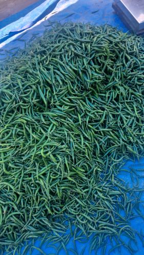 6807 Organic Green Chili 4 Inch, Packaging Size : 25Kg, 50Kg