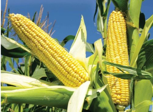 Maize Seeds, Color : Yellow