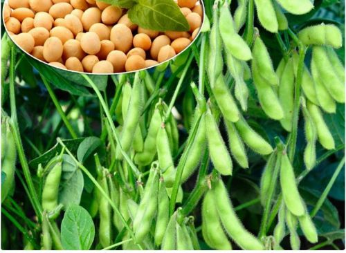 Soyabean Seed, Packaging Type : Typically In Bags Or Bulk