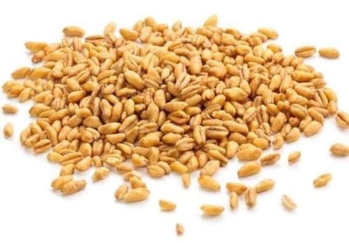 Wheat Grain for Food Consumption