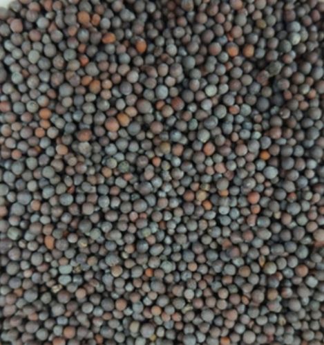 Black Mustard Seeds, Packaging Type : Plastic Pouch For Spices