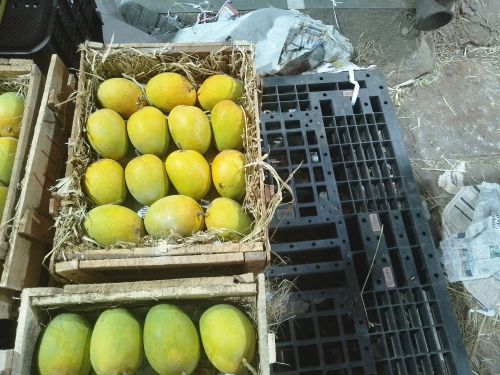 Natural Fresh Alphonso Mangoes, Color : Green, Packaging Size : 15Kg