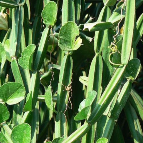 Cissus Quadrangularis, Purity : ≥ 98%