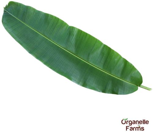 Fresh Banana Leaf-1 PC