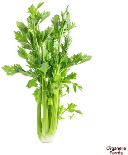 Fresh Celery-100 Gms