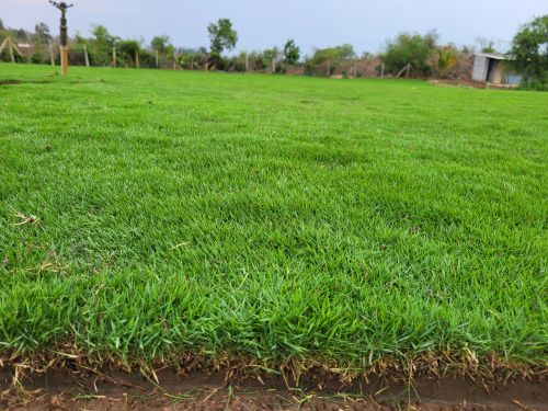 Mexican Carpet Natural Grass For Garden