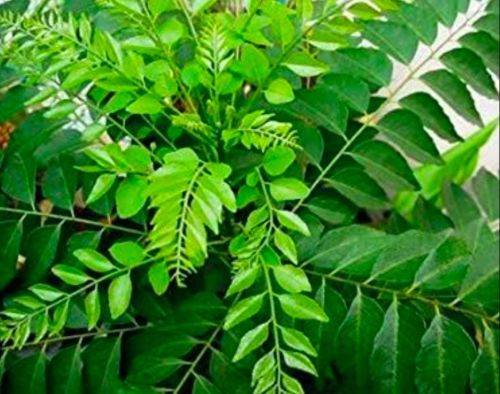 Organic Fresh Curry Leave, Color : Green