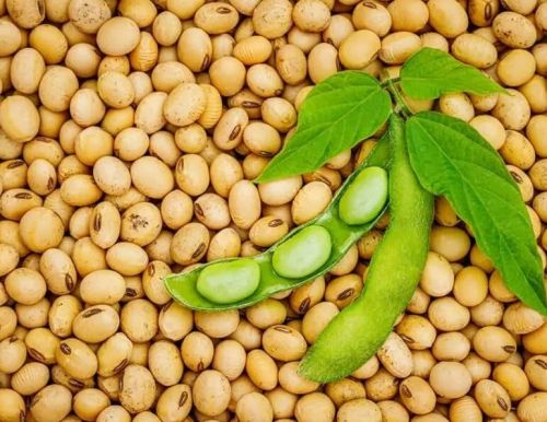 Non GMO Soybean / Soya Bean for Cattle Feed