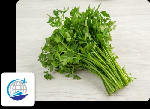 Coriander, Color : Green Fresh for Cooking