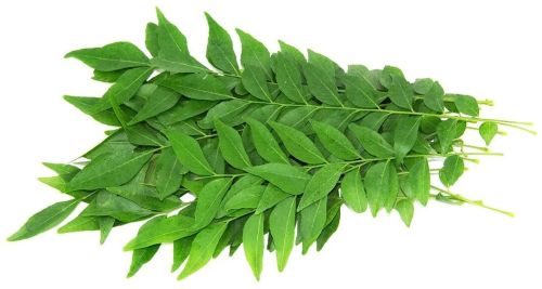 Curry Leaves, Color : Green for Cooking, Seasoning