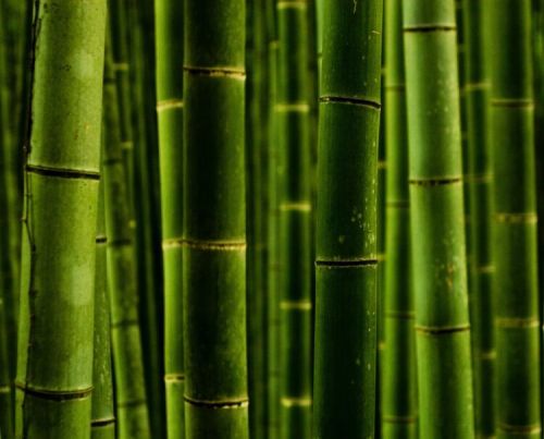 Bamboo Sticks, Color : Natural for Versatile