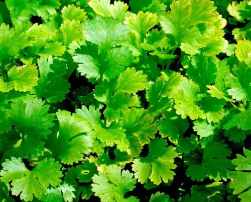 Coriander Leaves, Color : Green