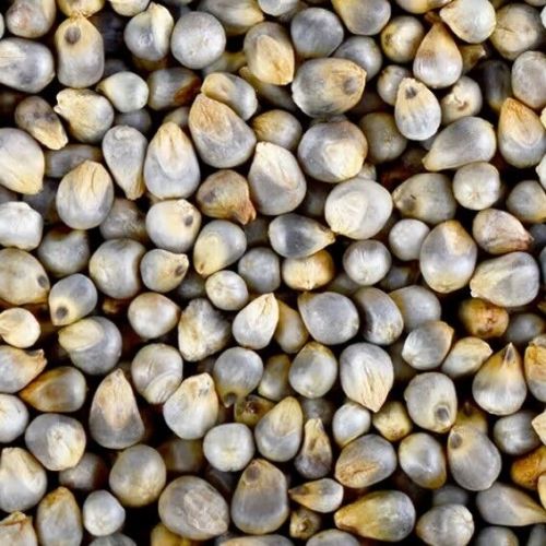 Organic Bajra Pearl Millet, Packaging Type : Typical Packaging