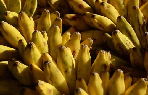 Fresh Banana Fruit, Usage : Sweet