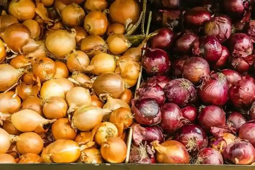 Fresh Red Onion for Cooking, Salads, Garnish