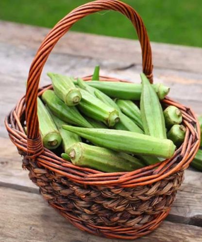 Lady's Finger, Color : Green for Culinary Purposes