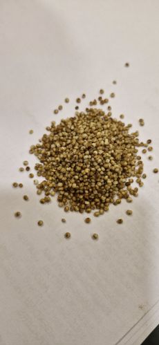 Natural Unpolished Kodo Millet Seeds, Color : Creamy-yellow
