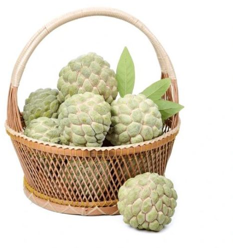 Custard Apples, Color : Creamy, Certification : Export Certified