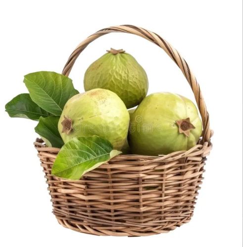 Fresh Guava, Certification : Export Certified for Juices, Jams