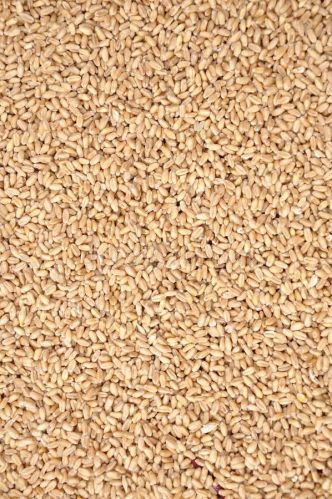 Common Wheat Seeds, Color : Brown, Grade Standard : Food Grade