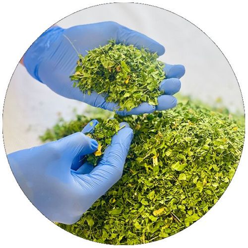 Organic Moringa Dried Leaves, Packaging Type : Green