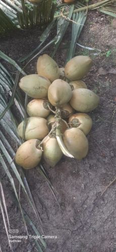 Organic A Grade Tender Coconut, Color : Green, Coconut Size : Medium