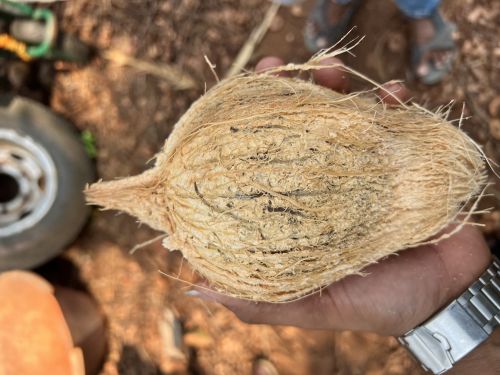 Whole Raw Natural Fresh Brown Coconut, Form : Solid