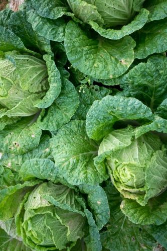 Fresh Cabbage, Color : Green for Cooking
