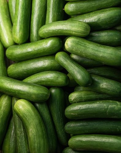 Fresh Cucumber, Color : Green for Cooking, Salad, Snacking