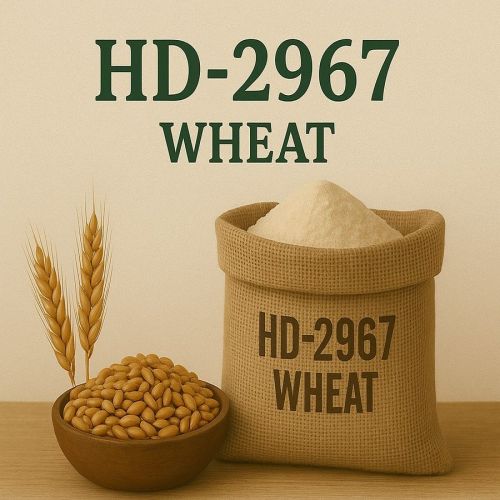 Organic HD 2967 Wheat, Color : Brown, Packaging Type : Jute Bag
