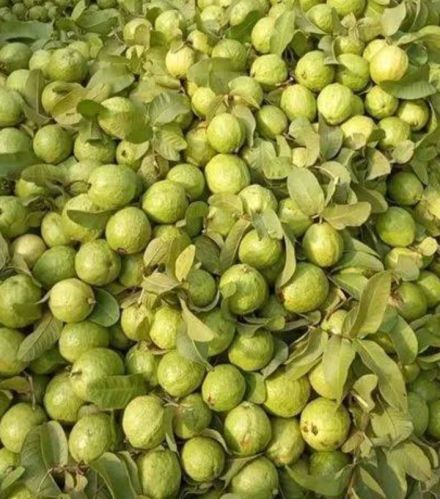 Anamay Imex Natural Fresh Guava, Color : Green