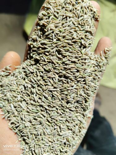 Organic Cumin Seeds, Color : Brown, Packaging Size : 25, 50kg
