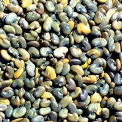 Natural Clean Sun Hemp Seeds, Packaging Size : 30Kg & 50kg