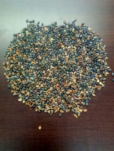 Organic Unclean Sun Hemp Seeds, Packaging Size : 30Kg & 50kg