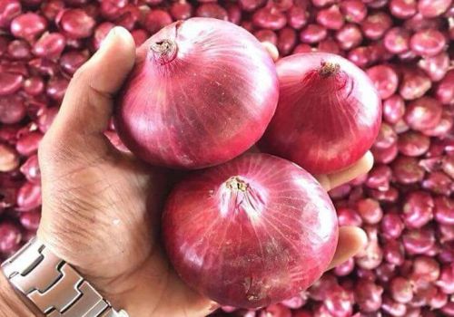 Red onion, Style : Natural