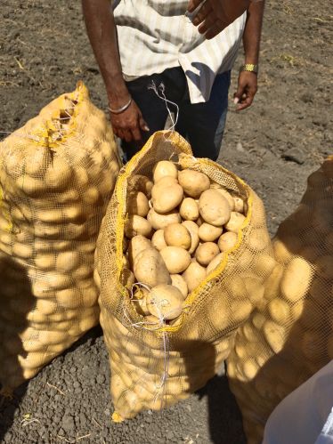 Jyoti Natural Potato, Packaging Size : 50Kg