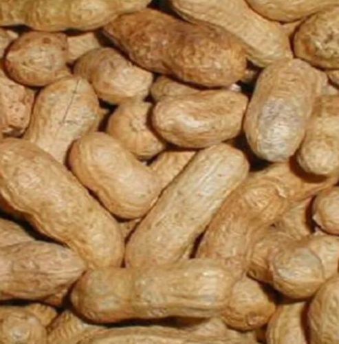 Whole Groundnut, Brand Name : G5, Packaging Size : 50kg