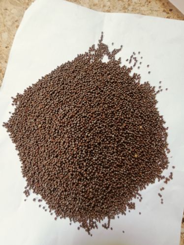 Common Black Sortex Mustard Seeds, Packaging Size : 50kg 9%