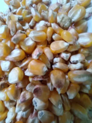 Sun Drying Common Hybrid Maize Seeds, Packaging Size : 50kg 9%