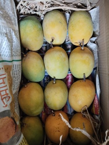 Ratnagiri Hapus, Color : Yellow, Packaging Type : Box