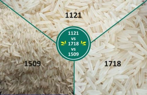 Soft Organic long grain rice, Packaging Type : White