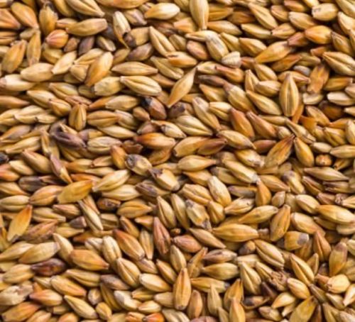 Organic Barley, Seed Type : Natural, Grade : Feed Grade